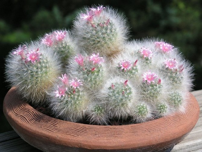 Vanskeligheder med at vokse mammillaria