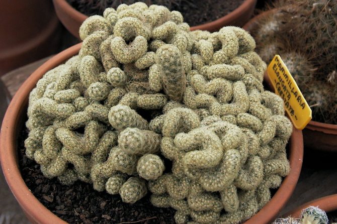 الأنواع الشعبية من mammillaria