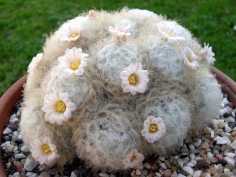 Mammillaria kaktus. Mammillaria kaktus blomstrer meget smukt. Anmeldelse af min kaktus.