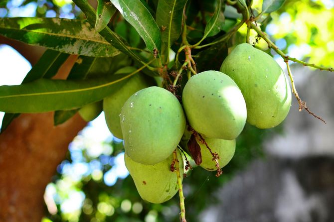 Modne mangoer kan veje op til 2 kg.