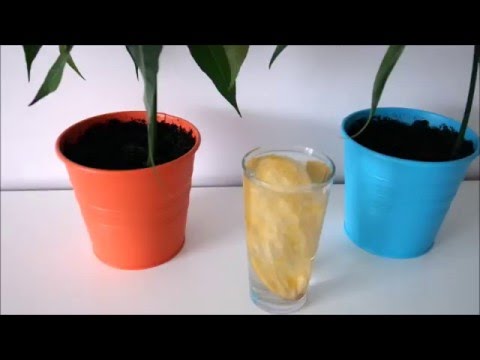Πώς να καλλιεργήσετε μάνγκο στο σπίτι