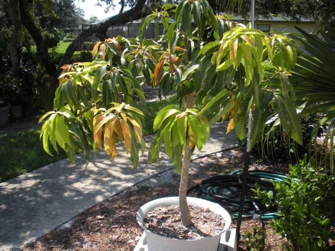Mango - hjemmepleje. Dyrkning og forplantning af et mangotræ