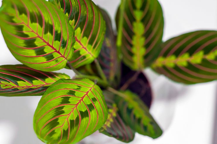 Arrowroot tricolor