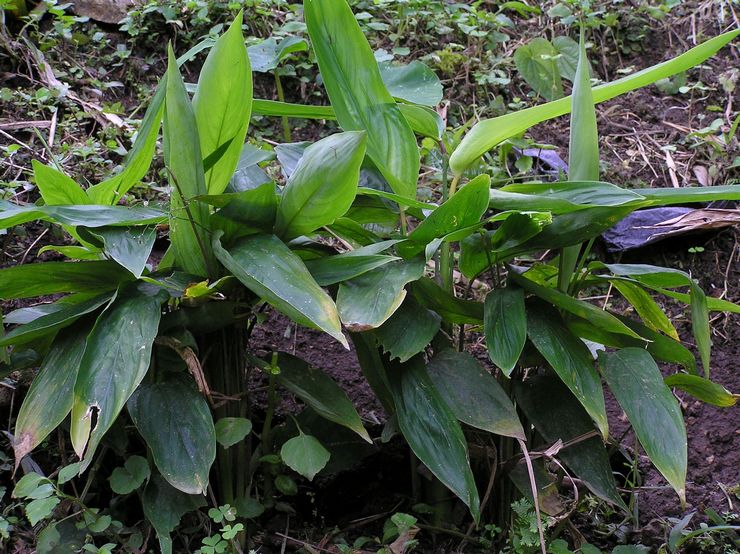 Arrowroot القصب