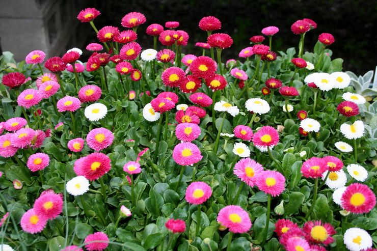 Starostlivosť o sedmokrásky v záhrade