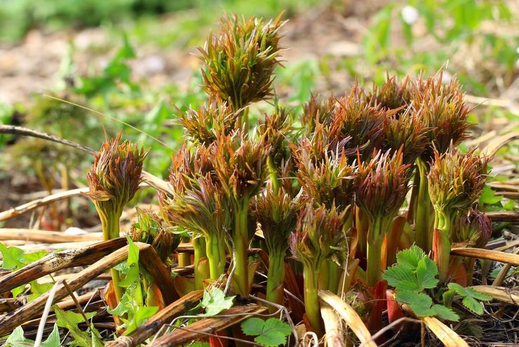 Growing Mary's Root