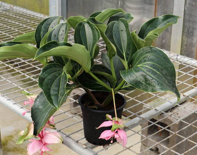 Medinilla har brug for regelmæssig, moderat vanding under vækst og blomstring.