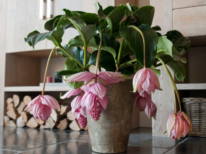 Medinilla - hjemmepleje. Dyrkning af medinilla, transplantation og reproduktion. Beskrivelse, typer. Foto