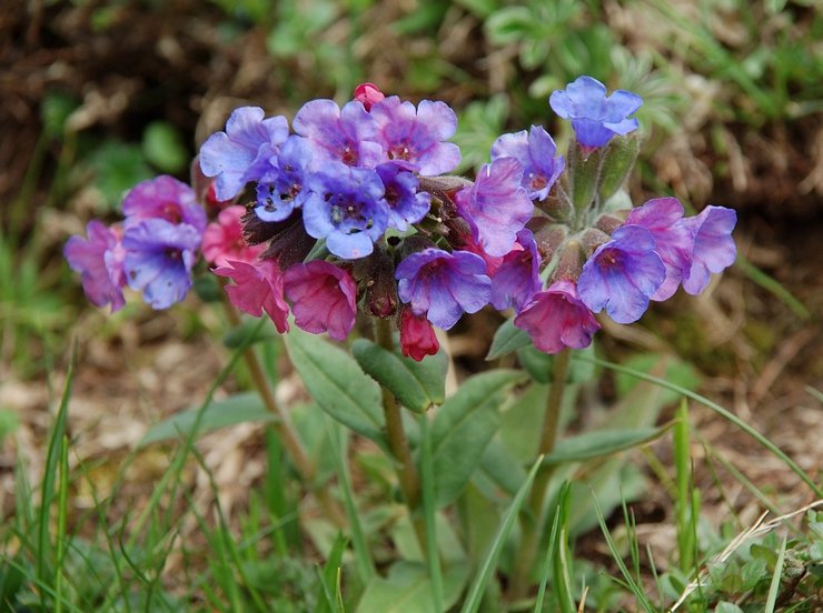 Φροντίδα του lungwort στον κήπο