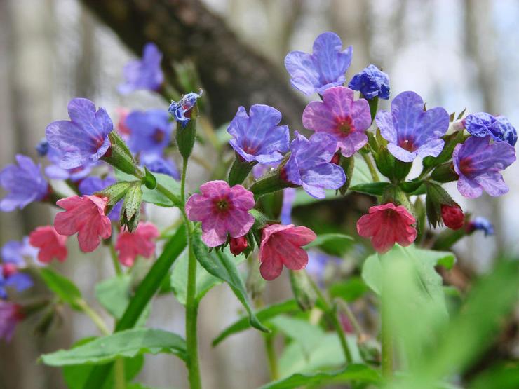 Τύποι και ποικιλίες του lungwort