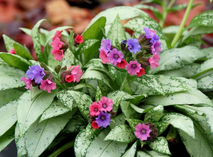 Lungwort: الزراعة والرعاية في الحقول المفتوحة ، الخصائص الطبية وموانع الاستعمال
