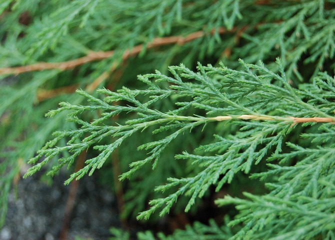 Nåle af unge planter og skud, der vokser i skyggen, ofte fremspringende, nålformede