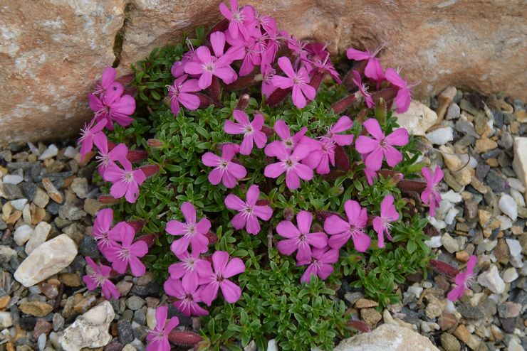 Saponaria (saponaria): plantning og pleje på det åbne felt, vokser fra frø