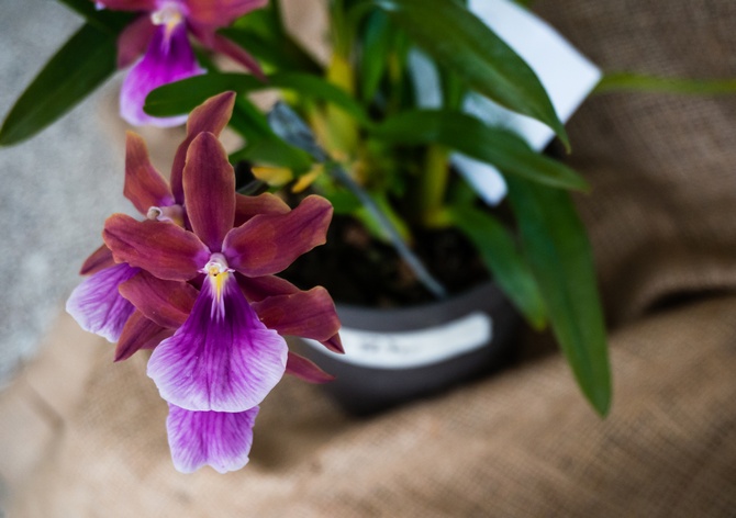 رعاية Miltonia في المنزل