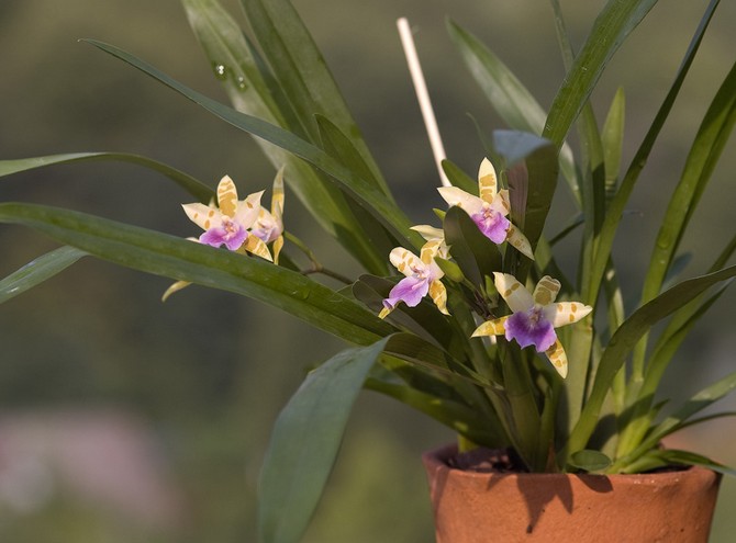 سوف تنمو Miltonia جيدًا وترضي بزهورها عند مستوى عالٍ من رطوبة الهواء - حوالي 60-80٪.