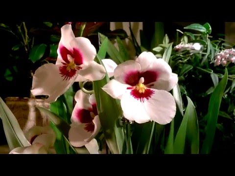 رعاية Miltonia Orchid