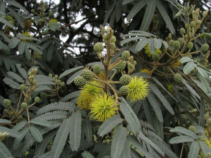 Grov mimosa