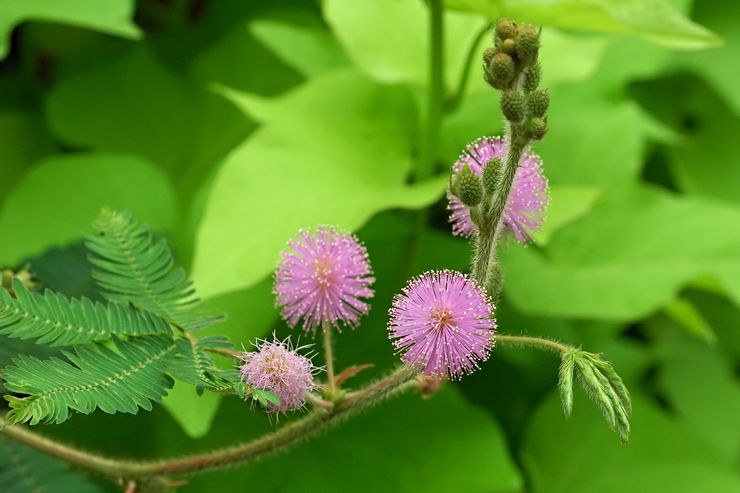 Mimosa skamfuld