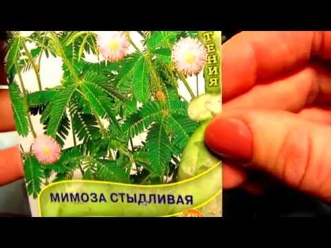 Mimosa hanebná - POTREBNÉ