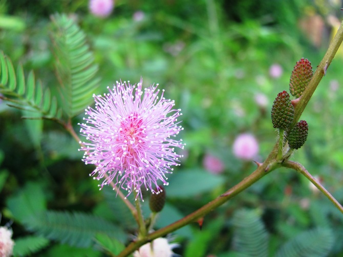 Mimosa bashful - kotihoito. Kasvava, elinsiirto ja lisääntyminen bashful mimosa. Kuvaus, valokuva