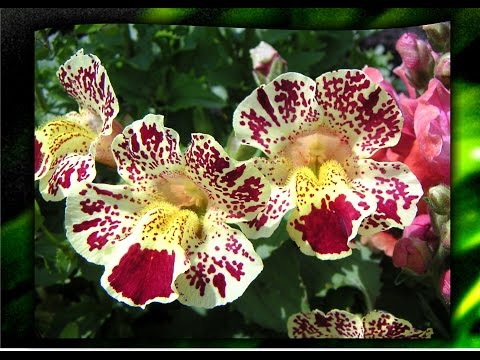 Sådan plantes Mimulus med frø