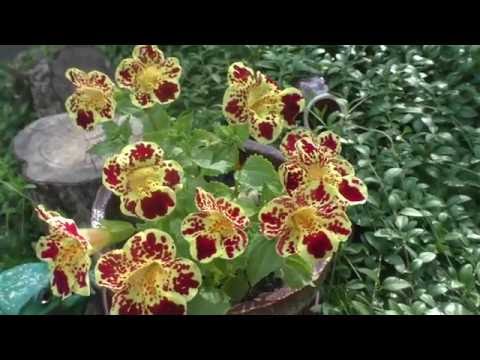 Min mimulus (læbestift) blomstrer. Mirakel!