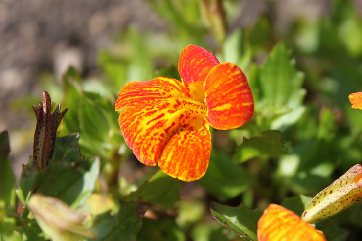 Mimulus eller læbestift - plantning og pleje i det åbne felt. Voksende mimulus fra frø i haven og derhjemme. Beskrivelse, typer. Foto