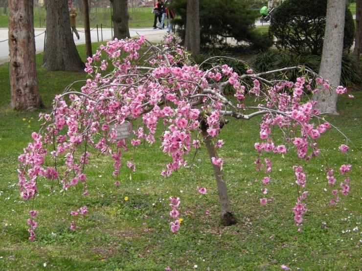 Lav mandler bedes blomsteravlere med rigelig og meget smuk blomstring