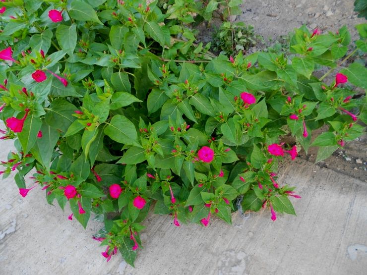 Mirabilis φροντίδα