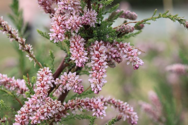 Myricaria plante