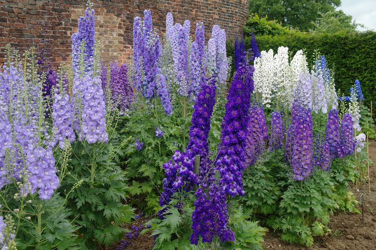 Delphinium