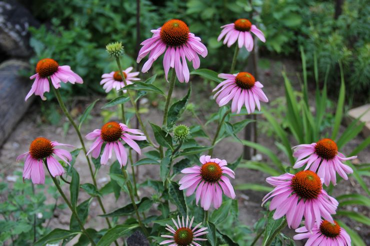 Echinacea