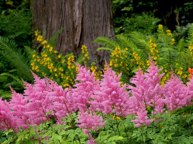 Flerårige blomster funktioner