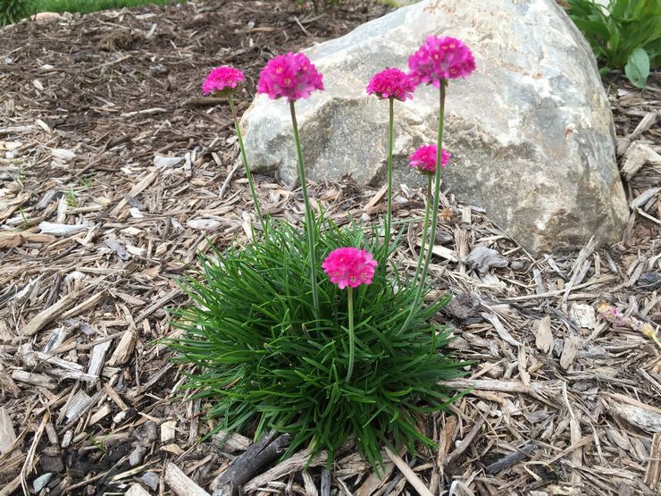 Armeria ved havet