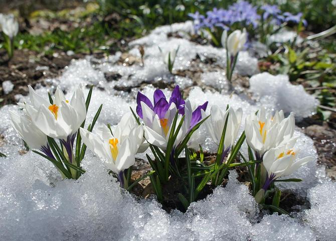 Trvalky zimujúce vonku: zoznam najobľúbenejších odrôd. Popis, foto