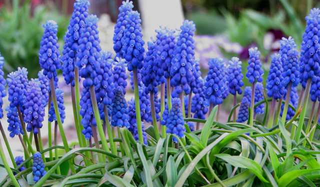 أصبح Muscari ، أو صفير الفأر ، زخرفة للعديد من أسرة الزهرة الربيعية