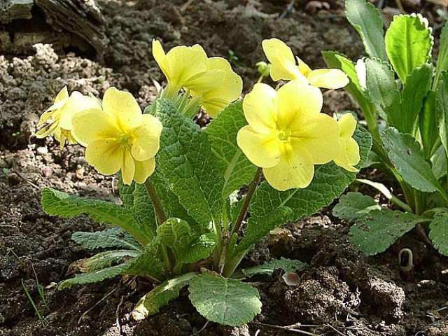 Primula (prvosienka) - je známych asi 550 druhov. Kvety všetkých druhov farieb.