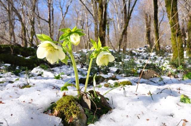 Hellebore (helleborus) on varhainen kukkiva kasvi. Kukkii maaliskuussa ja huhtikuussa. Kukat ovat suuria lajikkeesta riippuen: