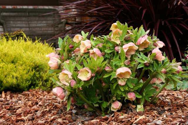 Hellebore: foto af blomster