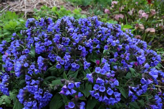 Lungaria (pulmonaria) je rastlina milujúca tieň s kvetmi rôznych farieb na jednom stonke (ružovom a modrom).