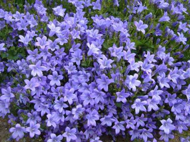 Periwinkle er en plante med klatring og krybende stedsegrønne stilke. Blomstrer i april.