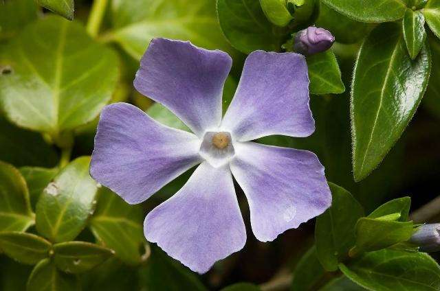 periwinkle blomst