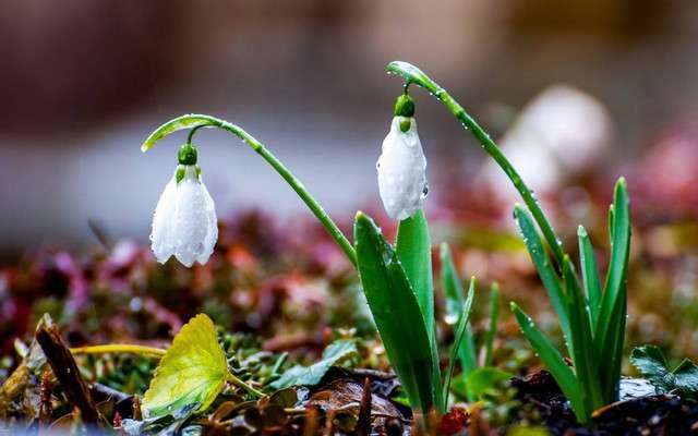 Bulbous flerårig Galantus