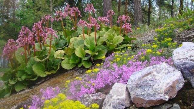 Badan, foto på et blomsterbed af en flerårig blomst