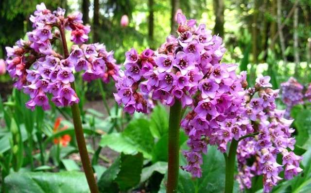 Badan: foto af en blomst