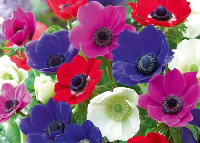 Anemone (anemone) er en sygdomsresistent blomst og kræver ikke særlig pleje. Det vigtigste er at plante i godt befrugtet jord.