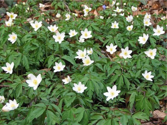 Foto af blomstrende anemone