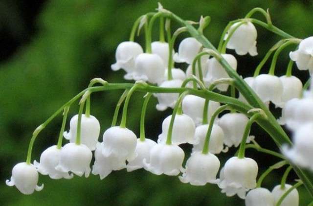 زنابق الوادي نبات مقاوم للجفاف مع أزهار الجرس البيضاء العطرة. يحب الظل الجزئي ، في الظل القوي يوجد عدد أقل من الزهور ، والمزيد من الأوراق.
