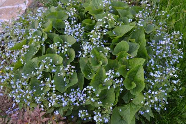 Brunner: foto af blomster