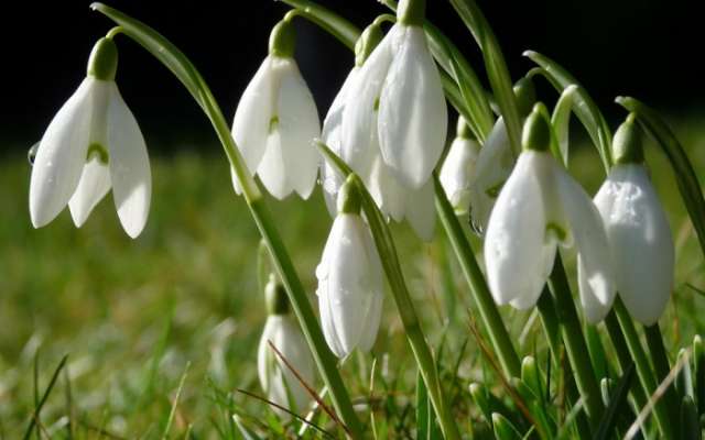 Galanthus: foto af en blomst